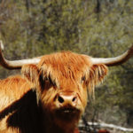 Highland Cattle