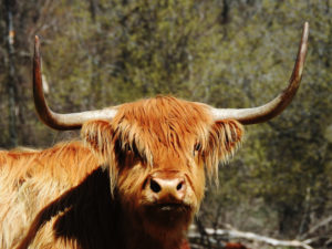 Highland Cattle