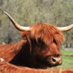 Highland Cattle