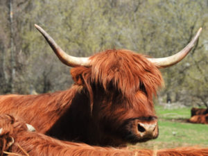 Highland Cattle