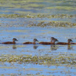 Wood Duck Entourage