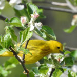 Yellow Warbler