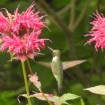 Ruby Throat at Bee Balm