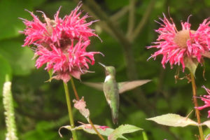 Ruby Throat at Bee Balm